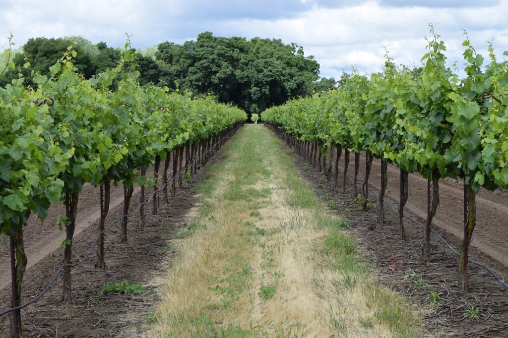 winery, vineyard, vine-3633009.jpg